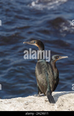 Brandt il cormorano (Phalacrocorax penicillatus), la Jolla Beach, California, Stati Uniti d'America Foto Stock