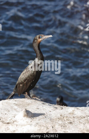 Brandt il cormorano (Phalacrocorax penicillatus), la Jolla Beach, California, Stati Uniti d'America Foto Stock