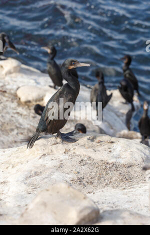 Brandt il cormorano (Phalacrocorax penicillatus), la Jolla Beach, California, Stati Uniti d'America Foto Stock