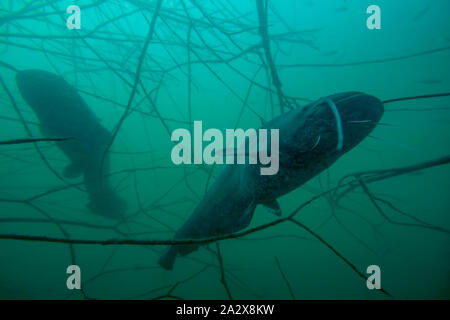 Immagine avventurosi di unione catfish coppia in natura habitat. Un enorme volume di acqua con legno morto il ramo vicino offshore in toni di verde colore in backgrou Foto Stock