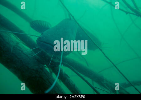 Immagine avventurosi di pesce gatto europeo in natura habitat. Un enorme volume di acqua con legno morto il ramo vicino offshore in toni di verde il colore di background wi Foto Stock