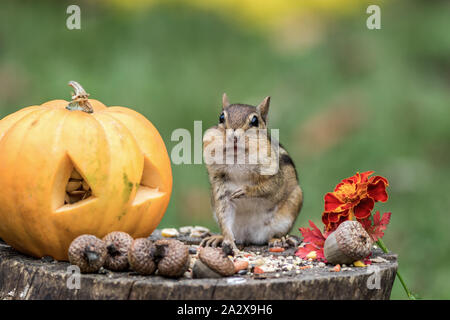 Scoiattolo striado orientale (Tamias Striatus) raccoglie i semi in caduta accanto alla zucca Foto Stock