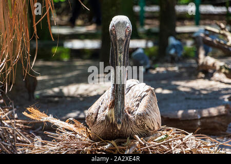 Pellicano marrone (Pelecanus occidentalis) seduto sul nido, vista frontale - Florida, Stati Uniti d'America Foto Stock