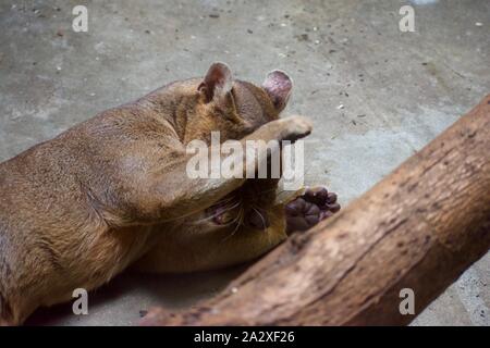 CRYPTOPROCTA FEROX, aka fossa è un grande catlike preditory mammel Foto Stock