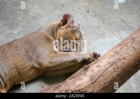 CRYPTOPROCTA FEROX, aka fossa è un grande catlike preditory mammel. Pawing stessa pulita Foto Stock