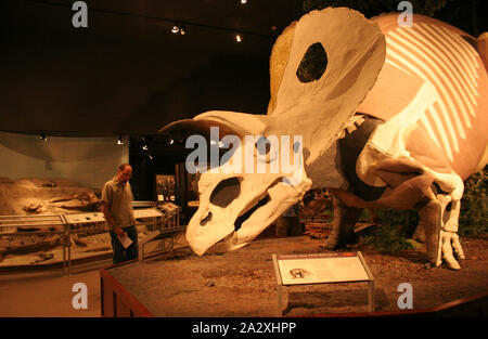 Montato a scheletro Torosaurus fossili lotus ampia bull lizard Museo delle Rockies, Montana Foto Stock