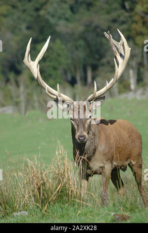 Un punto 14 Red Deer stag di 309 SCI, nella costa occidentale dell'Isola del Sud, Nuova Zelanda Foto Stock