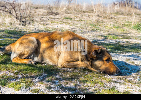 Un bel cane guardando il downtown e colline alveolare di Goreme. Cave hotel costruito in pietra vulcanica formazione nel Parco Nazionale di Goreme, Cappadoci Foto Stock