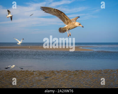 Il ghiaccio seagull aringa gull avvicinando Foto Stock