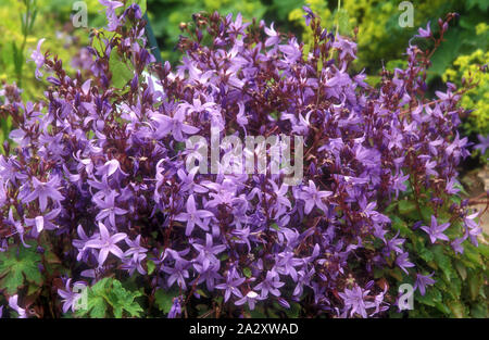 BELLFLOWERS SERBO (CAMPANULA POSCHARSKYANA) NOTO ANCHE COME TRAILING BELLFLOWERS O POSCHARSKYS BELLFLOWER. Foto Stock