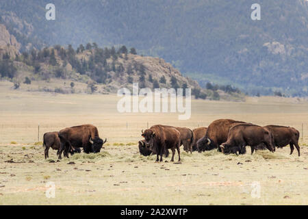 Buffalo o i bisonti americani (Bison bison) allevamento su Colorado Pianure Foto Stock