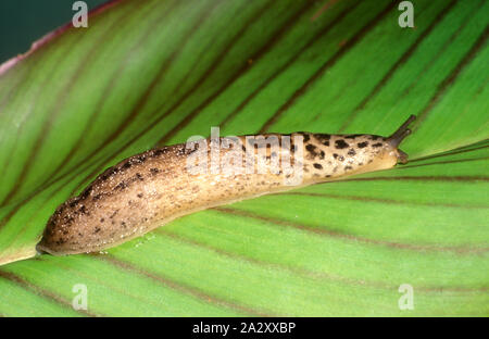 LEOPARD SLUG (LIMAX MAXIMUS) SULLA CANNA LILY LEAF Foto Stock