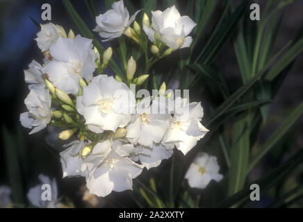 Nerium oleander è un arbusto o un piccolo albero della famiglia dogbane Apocynaceae, tossica in tutte le sue parti. Foto Stock