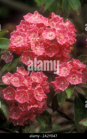 KALMIA LATIFOLIA 'rosa fascino' (sa anche come MOUNTAIN LAUREL O CALICO BUSH) Foto Stock