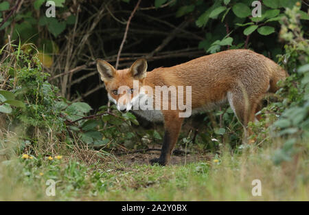 Una caccia al cinghiale Red Fox cub Vulpes vulpes, emergenti da sottobosco. Foto Stock