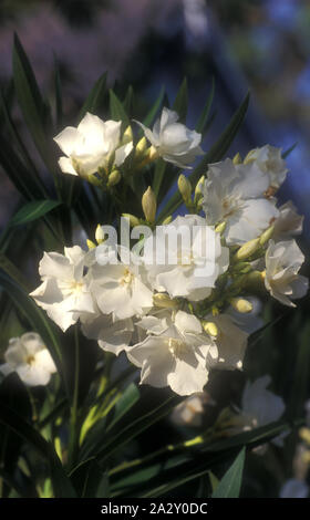 Nerium oleander è un arbusto o un piccolo albero della famiglia dogbane Apocynaceae, tossica in tutte le sue parti. Close-up di bianco oleandro fiori. Foto Stock