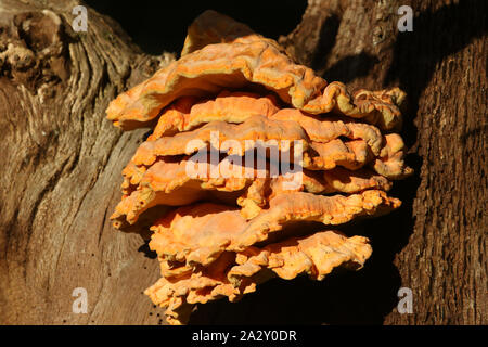 Un grande agglomerato di pollo di boschi, Laetiporus sulfurei, crescente a partire da un albero morto nel bosco. Foto Stock