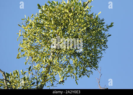 Vischio,Viscum album, crescente da un grande albero nel bosco nel Regno Unito. Foto Stock