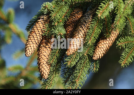 Un ramo di un abete, albero, Sitka, Picea sitchensis, cresce nei boschi nel Regno Unito. Foto Stock