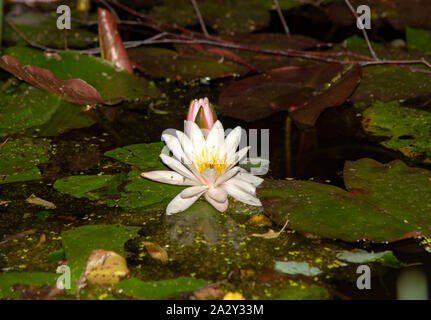 Acqua Giglio Fiore su uno sfondo di foglie verdi sull' acqua scura. Foto Stock