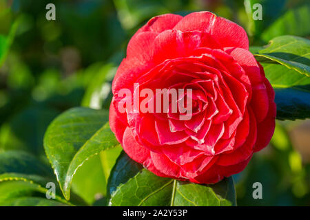 Foto macro della fioritura red Camellia japonica fiore a pianta Foto Stock