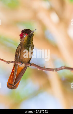 Hummingbird siede sul ramoscello nella parte anteriore della struttura ad albero Foto Stock