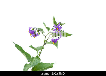 La mortale Nightshade fiori sullo stelo con foglie verdi isolati su sfondo bianco. le bacche sono velenose e sono utilizzati per il trattamento in alternativa la medi Foto Stock