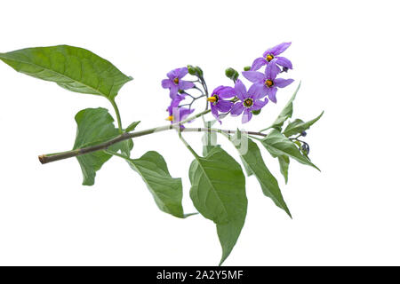 La mortale Nightshade isolati su sfondo bianco. Fiore violaceo Solanum dulcamara sullo stelo con foglie verdi. Le bacche sono velenose e sono utilizzati per la trea Foto Stock