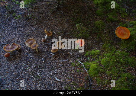 Mavora Lakes. Te Araroa Trail. Mavora passerella. Isola del Sud. Nuova Zelanda Foto Stock