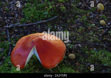 Mavora Lakes. Te Araroa Trail. Mavora passerella. Isola del Sud. Nuova Zelanda Foto Stock