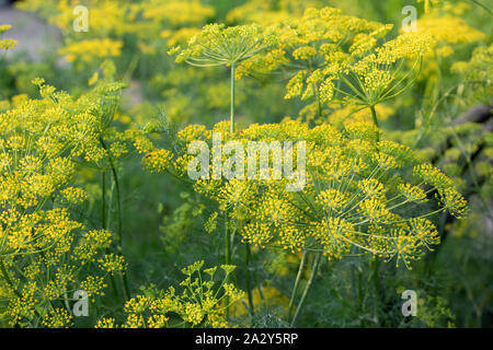 Sullo sfondo del giardino di aneto ombrelloni. Un giardino fiorito impianto. Il finocchio. Foto Stock