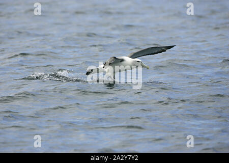 Timido albatross Thalassarche cauta atterraggio sul mare Nuova Zelanda Foto Stock