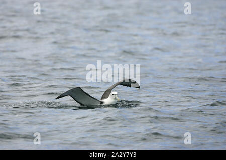 Timido albatross Thalassarche cauta atterraggio sul mare Nuova Zelanda Foto Stock