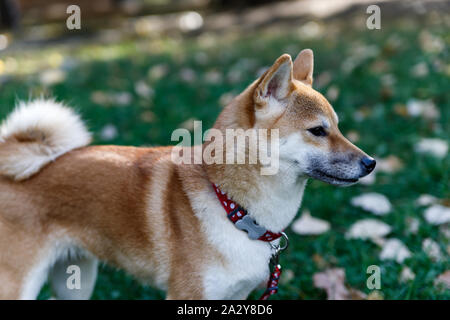 Un Fox-come cane è un Shiba Inu. Cane affascinante con morbida pelliccia e carattere ribelle in una passeggiata nel parco d'autunno. Foto Stock