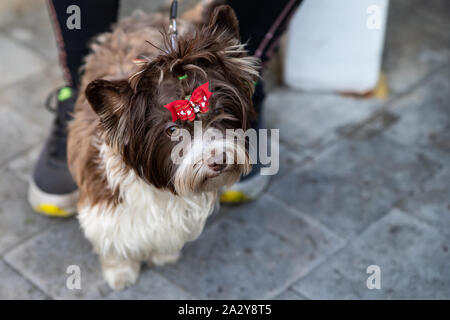 Yorkshire Terrier o York è una razza di cani decorativi che hanno guadagnato popolarità in tutto il mondo. A causa delle caratteristiche di pelliccia, questi animali domestici ar Foto Stock