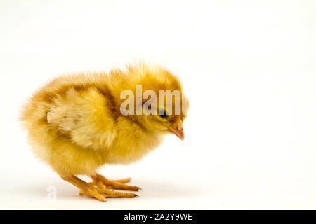 Polli appena schiusi su sfondo bianco Foto Stock