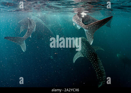 Gli squali balena Underwater di venire a voi in Papua Nuova Guinea Indonesia close up Foto Stock