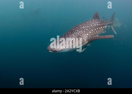 Gli squali balena Underwater di venire a voi in Papua Nuova Guinea Indonesia close up Foto Stock