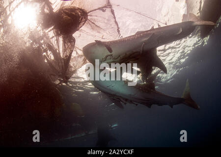 Gli squali balena Underwater di venire a voi in Papua Nuova Guinea Indonesia close up Foto Stock