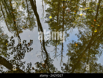 Alt Madlitz, Germania. 03 ott 2019. Ontano sono riflessi nell'acqua del lago Madlitz nel quartiere Oder-Spree. Credito: Patrick Pleul/dpa-Zentralbild/ZB/dpa/Alamy Live News Foto Stock