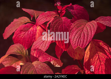Siberian sanguinello (Cornus alba " Westonbirt'), rosso Foglie di autunno Foto Stock