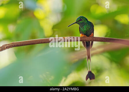 Avviato Racquet-coda - Ocreatus underwoodii, splendida long-tailed hummingbird speciale dalle pendici andine del Sud America, Wild Sumaco, Ecuador. Foto Stock