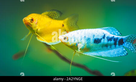 Pesci di acquario gourami dorata con opaline gourami Trichogaster trichopterus Foto Stock
