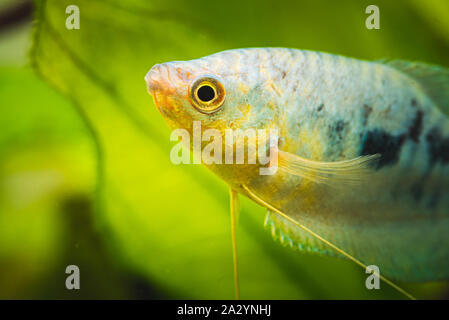 Gourami opalino Trichopodus trichopterus acquario tropicale pesce Foto Stock