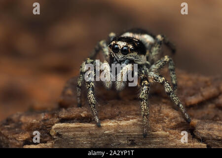 Zebra Jumping Spider (Salticus scenicus) a riposo sul legno marcio. Tipperary, Irlanda Foto Stock