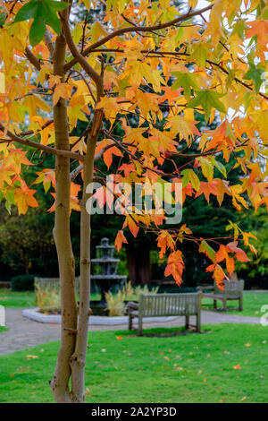 Albero di acero con luminoso giallo e arancione le foglie in autunno con panca e fontana in background. Foto Stock