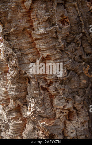 Corteccia di Quercus suber, comunemente chiamato la quercia da sughero, con alcuni del sughero tagliati Foto Stock