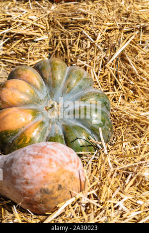 Due grandi zucche giacciono su fieno d'oro da vicino Foto Stock