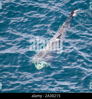 Lo Squalo elefante alimentazione, Orkney Isles Foto Stock