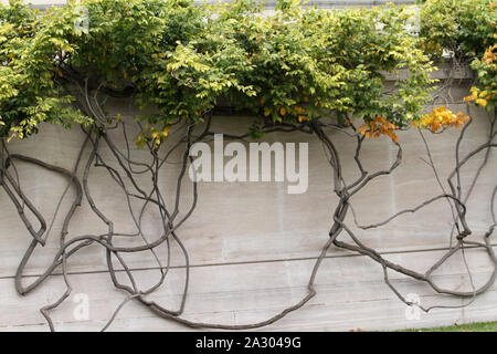 Edera ornamentali salendo sulla parete dell'edificio adibito a Washington D.C., USA Foto Stock